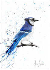 Poster Blue Jay Bird