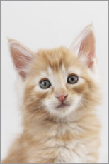 Plakat Norwegian kitten