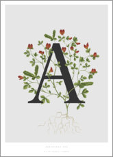 Stampa su alluminio  A is for Asparagus Pea - Charlotte Day
