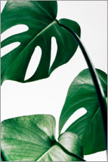 Poster Monstera