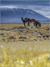 Poster Islandshästar