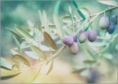 Póster Suculento ramo de oliveira