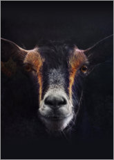 Poster  Portrait de chèvre