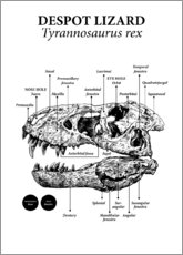 Plakat  Budowa czaszki tyranozaura - Velozee
