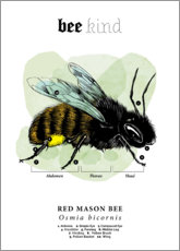 Tableau  Anatomie d&#039;une abeille osmie rousse (anglais) - Velozee