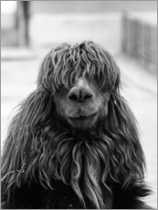 Póster  Alpaca no barbeiro