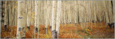 Poster Forêt de bouleaux en automne