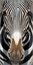 Plakat Zebra portrait