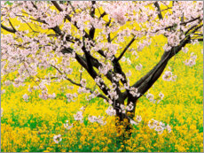 Poster Flowering cherry tree in mustard field