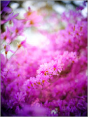 Poster Blühender Rhododendron