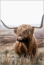 Obraz na drewnie Brown highland cattle - Art Couture