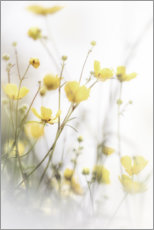 Print  Delicate buttercups - Bob Daalder