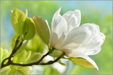 Póster  White magnolia blossom in spring - Atteloi