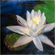 Wall print  Waterlilly-white - Jonathan Guy-Gladding