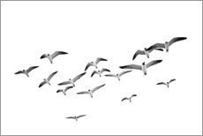 Póster Gaviotas en vuelo