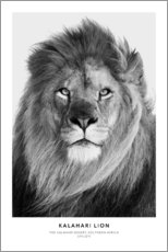 Tableau  Lion du Kalahari - Art Couture