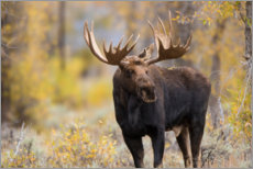 Wall print  Moose bull in the forest