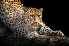 Wandbild  Leopard auf der Lauer - Friedhelm Peters