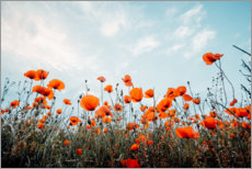 Wall print Poppy field in front of blue sky - Oliver Henze