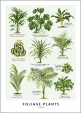 Poster Blattpflanzen (Englisch)