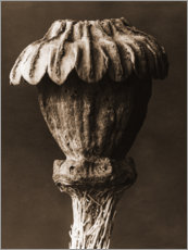 Obraz na płótnie  Oriental poppy II - Karl Blossfeldt