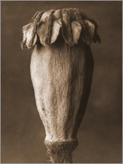 Lærredsbillede  Oriental poppy I - Karl Blossfeldt