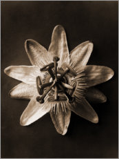 Obraz  Passionflower - Karl Blossfeldt