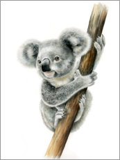 Wall print  Koala - Fiona Osbaldstone
