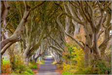 Print  The dark hedges in County Antrim - Chuck Haney