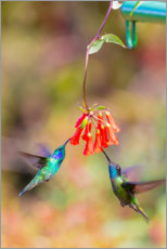 Poster Hummingbirds on flowers