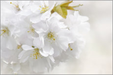 Print  White spring blossoms III - Atteloi