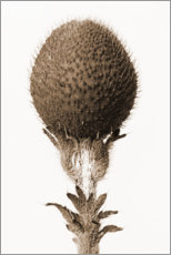 Wall print  Thorned bulbous - Karl Blossfeldt