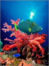 Poster  Triggerfish and soft coral