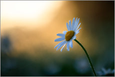 Obraz na szkle akrylowym  Daisy at sunrise - Lena Steiner