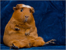 Poster  Skeptical guinea pig