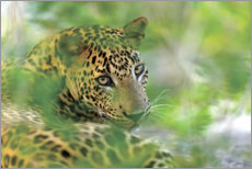 Acrylglasbild Jaguar im Dickicht