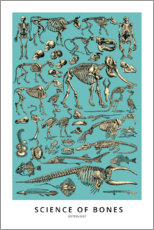 Poster Osteologie (Englisch)