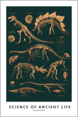 Stampa Paleontologia (inglese) - Vintage Educational Collection