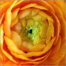 Wandbild  Weiche Blume - Ludger Föster