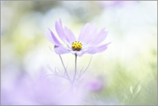 Billede  The miracle of a single flower - Bob Daalder