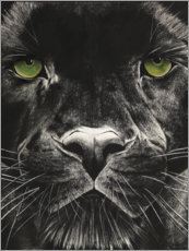 Acrylic print  Panthers face - Rose Corcoran
