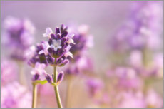 Billede  Beautiful lavender - Atteloi