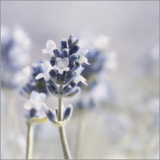 Print  Summer Scent - Atteloi