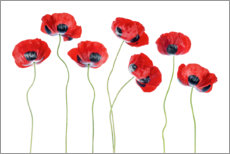 Poster Ladybug poppies