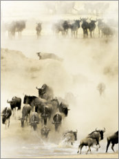 Wall print  Swarming wildebeest - Husain Alfraid