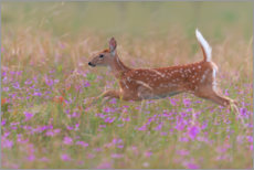 Print  Fawn in the field - Nick Kalathas