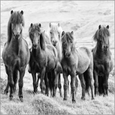 Plakat Horses VIII