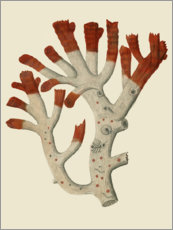 Plakat  Red coral I - Vision Studio