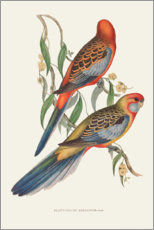 Wandbild  Tropische Papageien II - John Gould