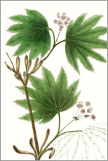 Wall print  Broad Leafed Maple - Thomas Nuttall